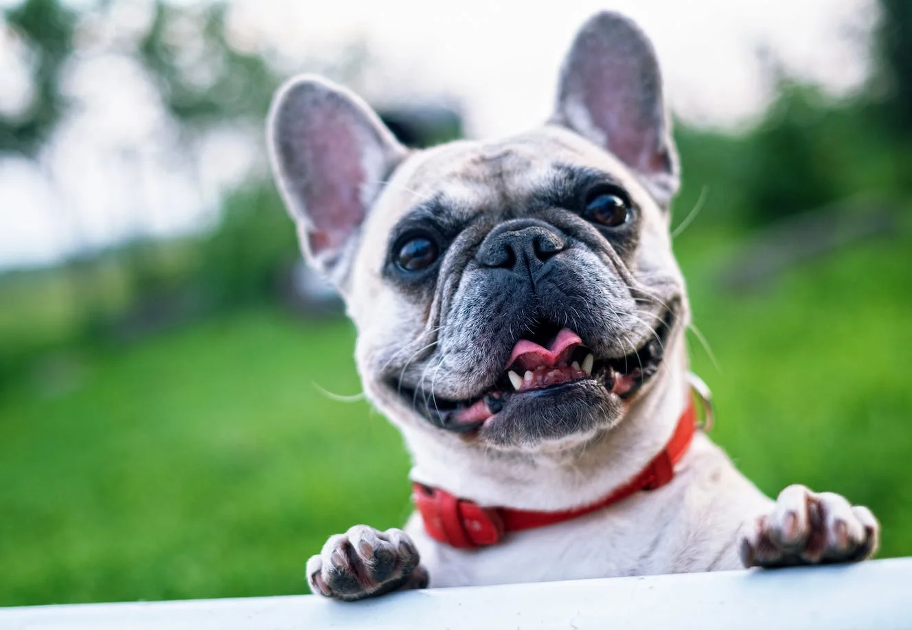 Dog photo : a photography of a happy French bulldog, wearing a red collar, standing with both front paws resting on a white ledge. Rather green country blurred background, with a white sky.