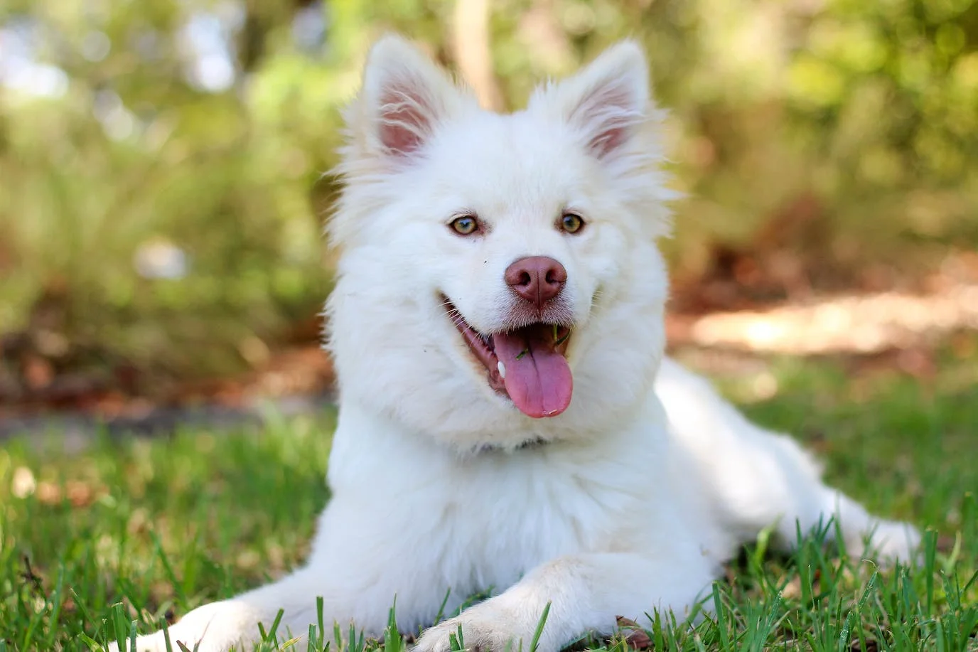 Dog photo : photography of an American Eskimo dog with green eyes lying in the grass with his tongue out. Blurred background.