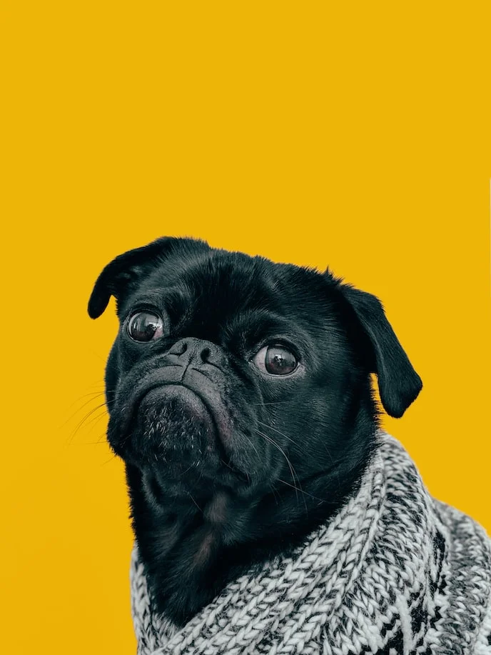 Dog photo : photography of a black bulldog wearing a knit. Plain yellow background.
